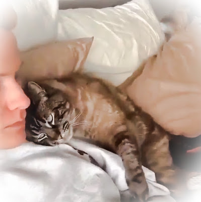 Sessions of love between cat and human