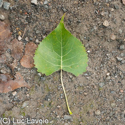 Arbres des parcsnature et boisés de Montréal Feuilles