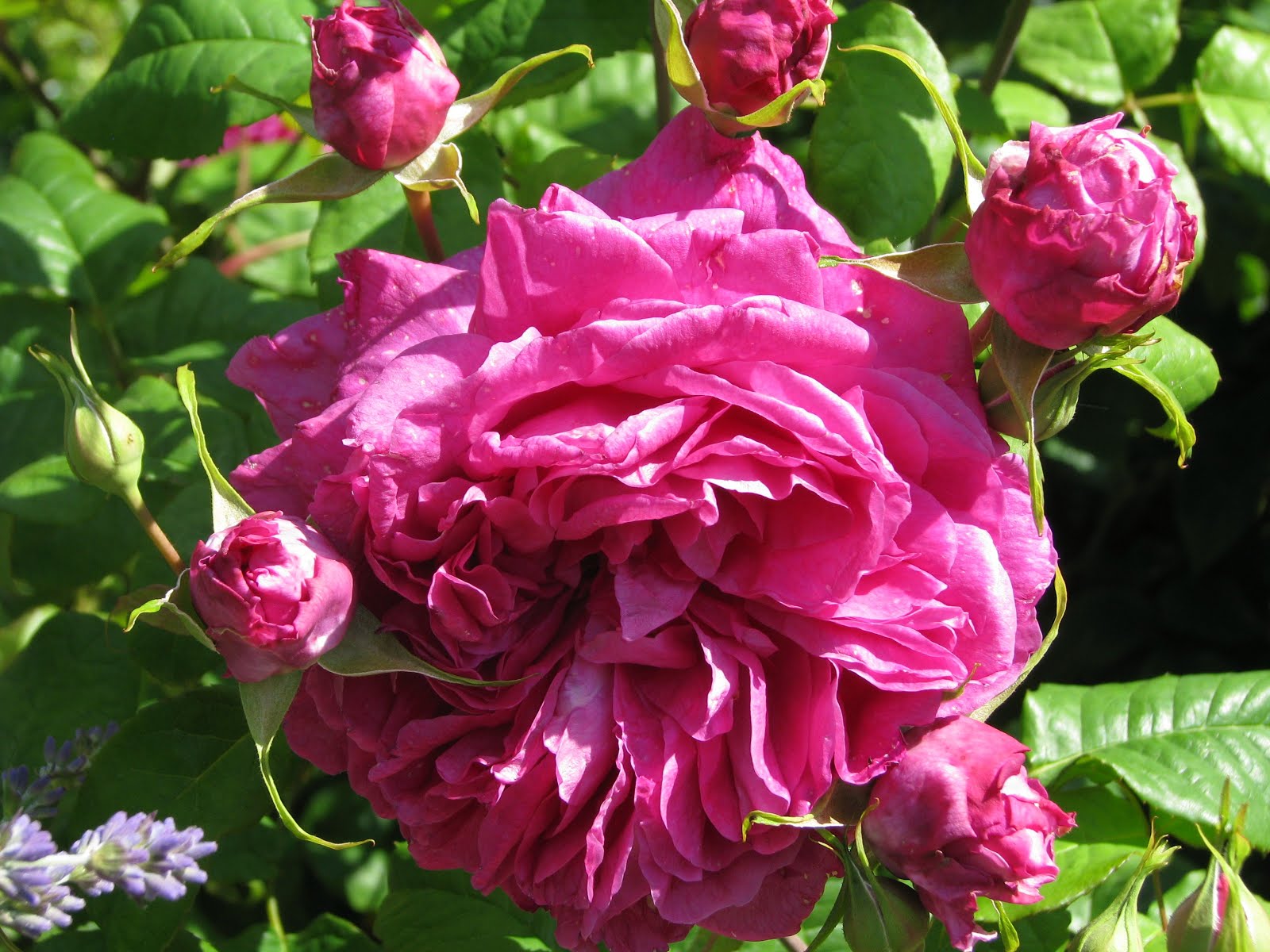 Rose Frodo's song to Goldberry