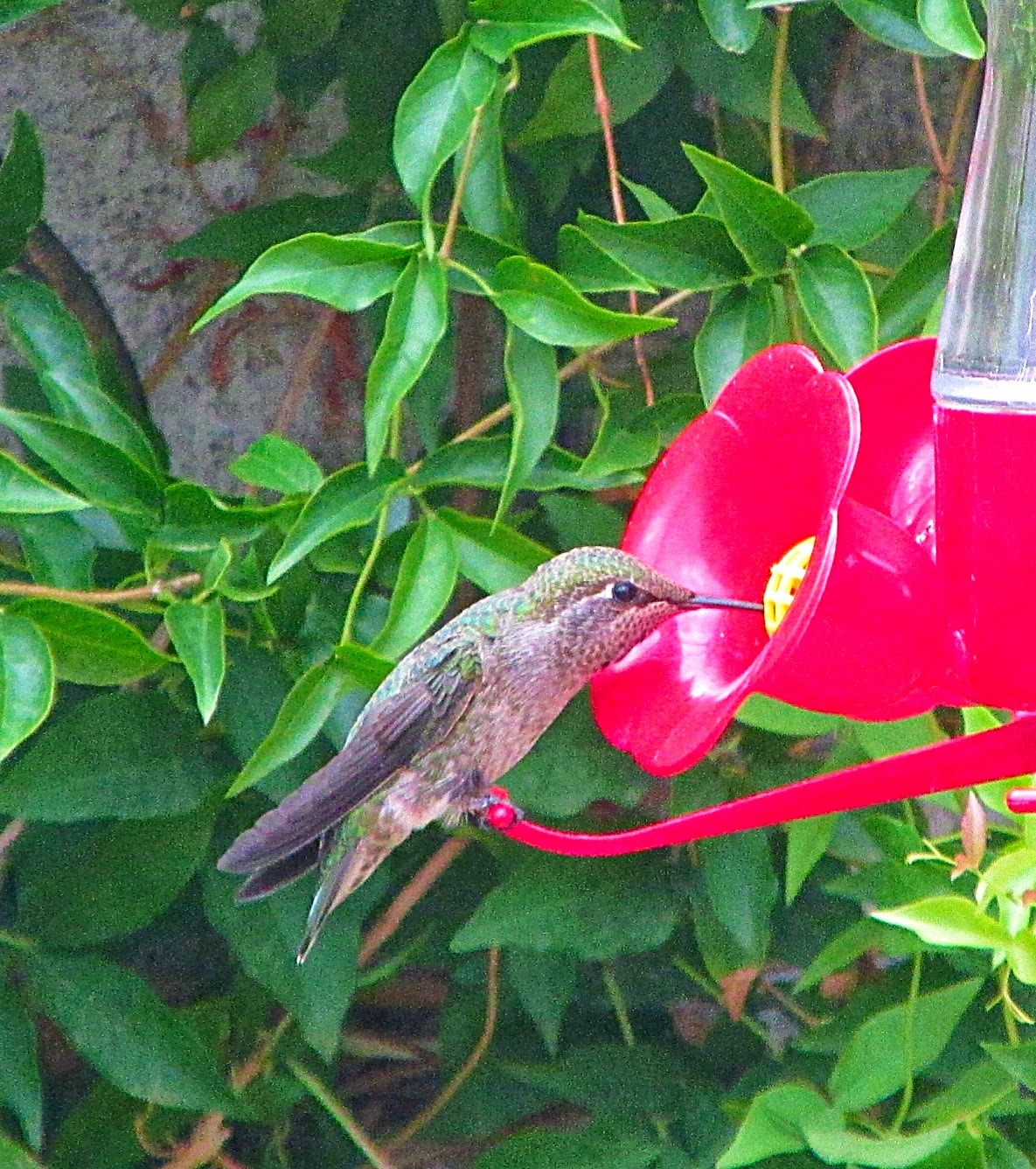 Hummingbirds In Las Vegas Hummingbirds at flowers and feeders in Las