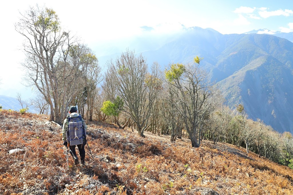 加年端山南側稜線的栓皮櫟純林