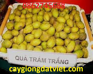 Cung cấp giống cây trám trắng, giống chuẩn F1. Giao hàng toàn quốc.