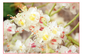 Pensando Jardines: Aesculus hippocastanum