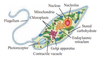 Class 11 Biology Chapter 2 Systematics of Living Organisms solutions