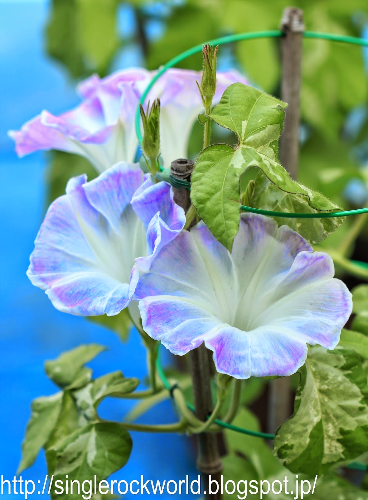 Let's wake up early and meet the morning flower singlerockworld A