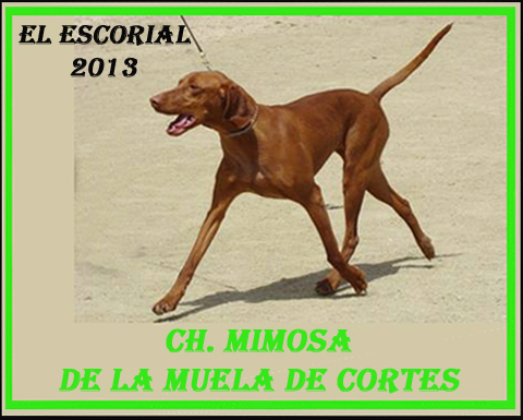 Vizsla. Mejor de Raza - El Escorial 2013.