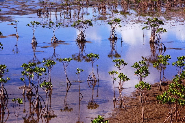 宮古島の癒し 八重山の刺激 小浜島アカヤ湾のマングローブ林
