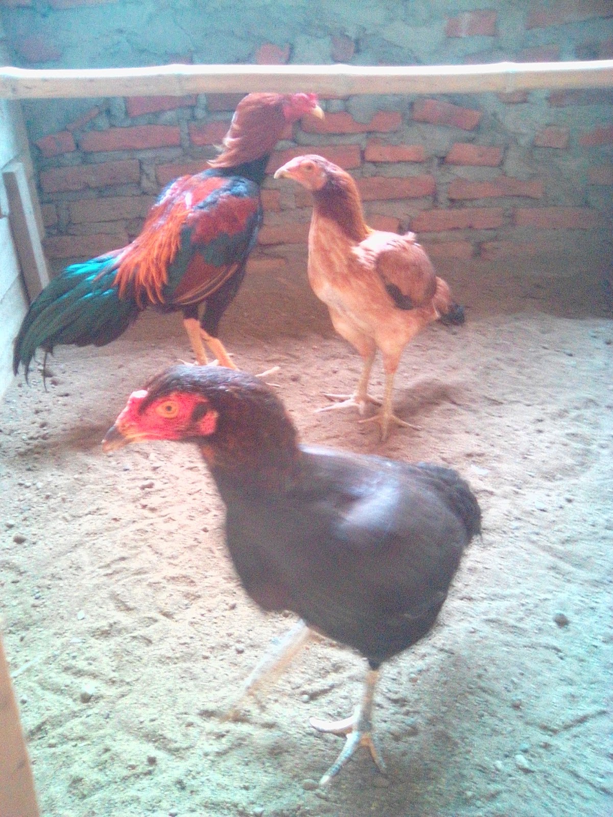 Peternak Ayam Bangkok Birma Batulapak Surabaya Ayam Katuranggan Batu Lapak