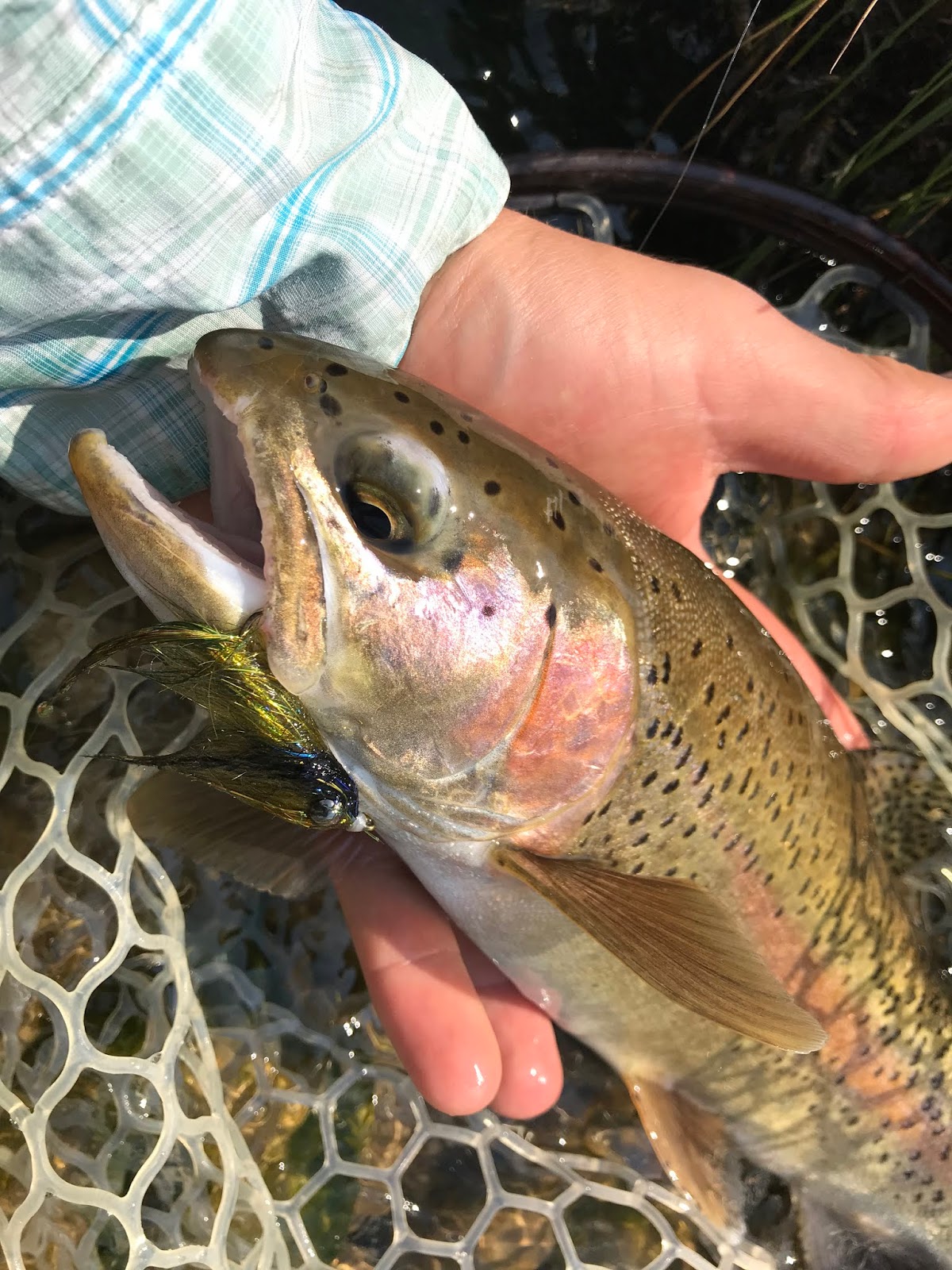 Catch Your Biggest Trout Using Grasshopper and Cricket Patterns