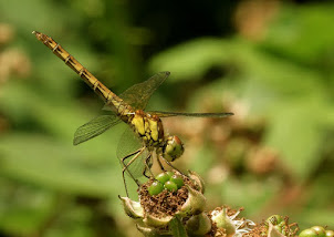 Common Darter