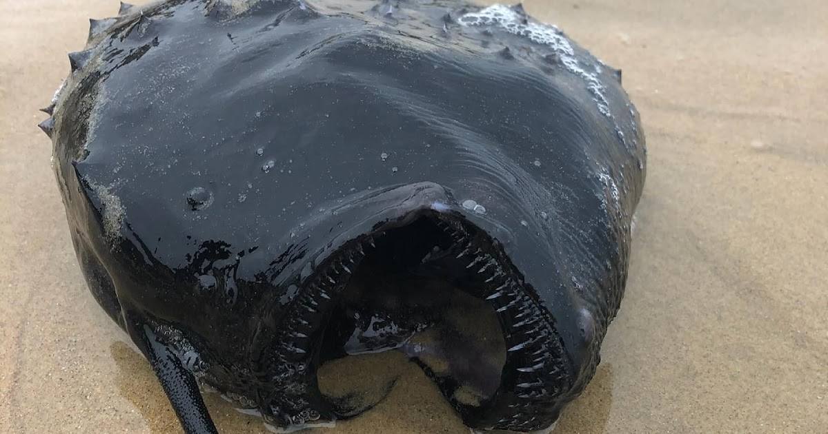 GeoGarage blog Deepsea fish with lightbulb on its head mysteriously