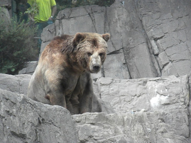 The Zoo Review: Zoo Review: WCS Central Park Zoo