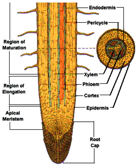 Epidermis akar terdiri dari lapisan sel pipih yang tersusun rapat, dinding sel tipis bersifat semipermeabel, yang memudahkan penyerapan air dan nutrisi di akar.   Korteks akar (kulit pertama) terdiri dari beberapa lapisan sel berdinding tipis dan memiliki banyak ruang antar sel yang berperan dalam pertukaran gas.   Endodermis akar terdiri dari lapisan sel yang tebal, yang sebagian besar memiliki struktur pita singkong yang mengandung gabus (zat suberine). Endodermis berperan dalam mengatur masuknya air dan nutrisi ke dalam silinder pusat.  Silinder pusat (Stele) di akar terdiri dari perisikel (perikambium), xilem (pembuluh kayu), dan floem (pembuluh penyaring). Perisikel berperan dalam pertumbuhan sekunder, sedangkan xilem dan floem adalah berfungsi sebagai pembuluh angkut. Pada stele akar tanaman monokotil terdapat empulur, tetapi tidak pada akar tanaman dikotil.