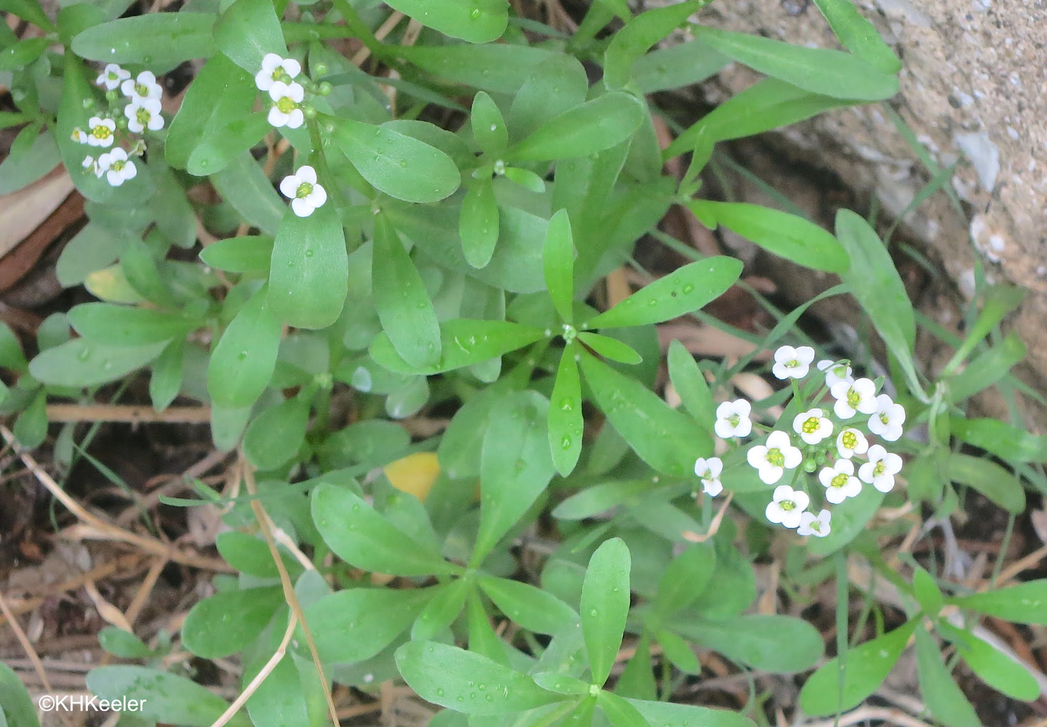 A Wandering Botanist Plant StorySweet Alyssum, Lobularia maritima