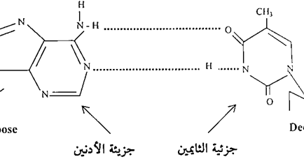 تركيب الdna ارتباط القواعد النيتروجينية