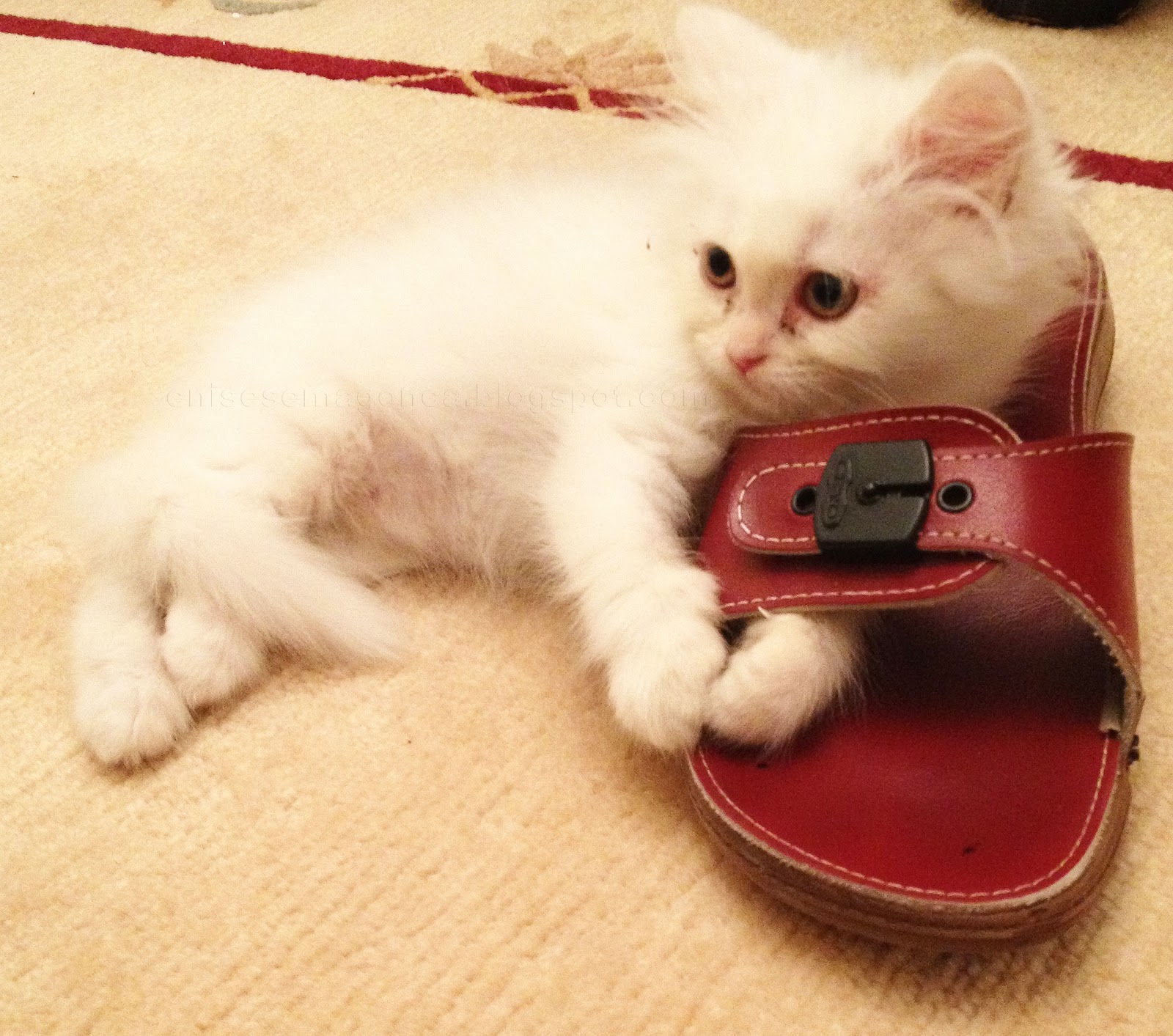 ARAPÇA ARABİC LANGUAGE İRAN KEDİSİ