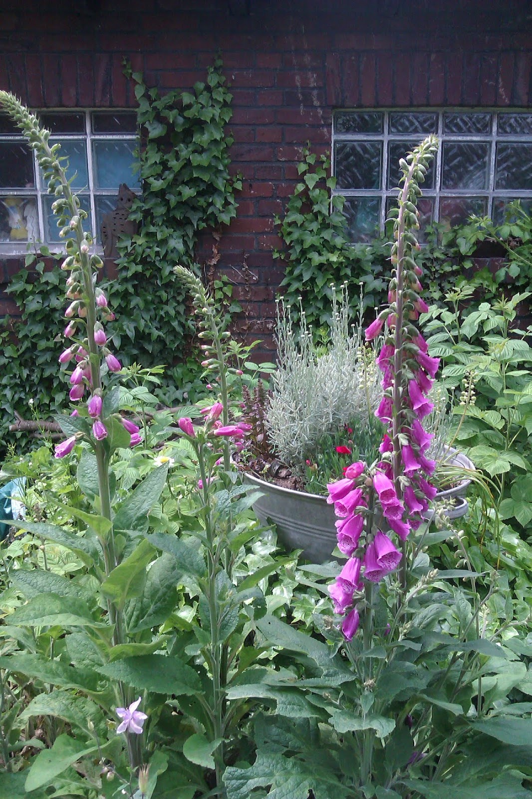 Frau Frieda Insektensommer 2019 Oder Fressen Und Gefressen