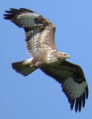 Buzzard