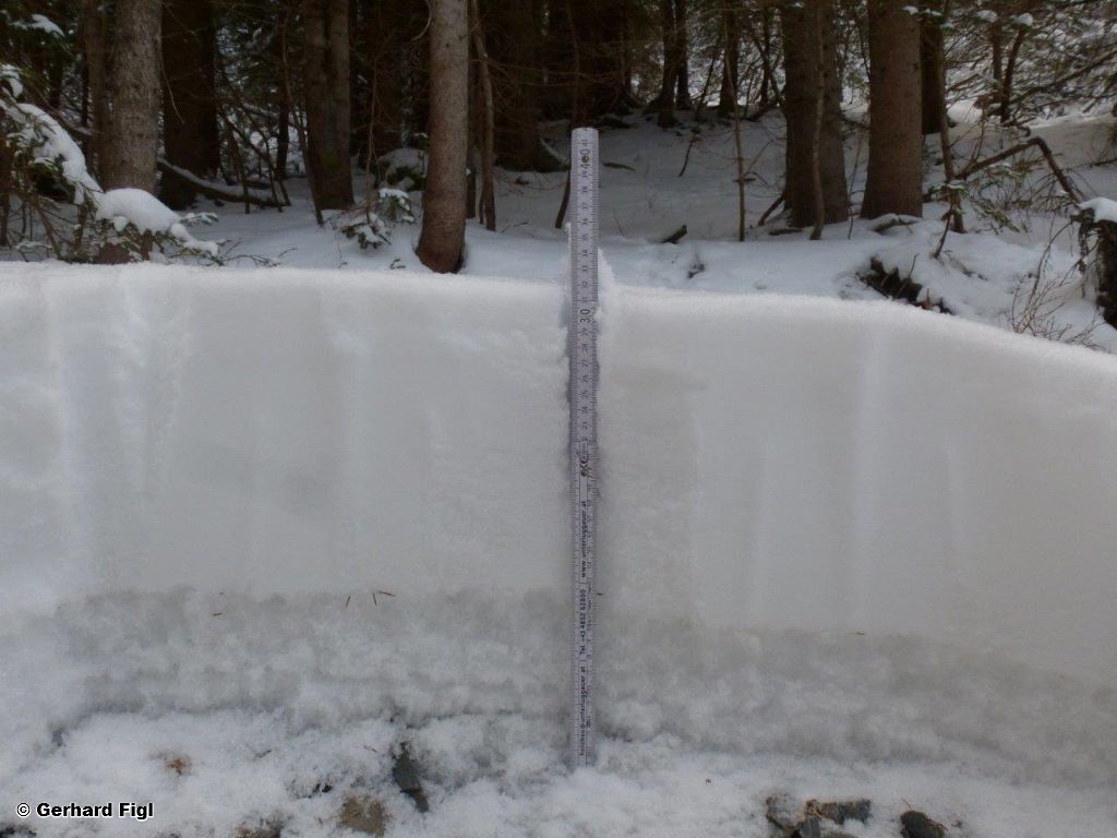Rock Rose Plants Begin To Signal Winter Is On The Way