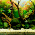 Aquapaisagismo natural: um estilo de aquário para amar!