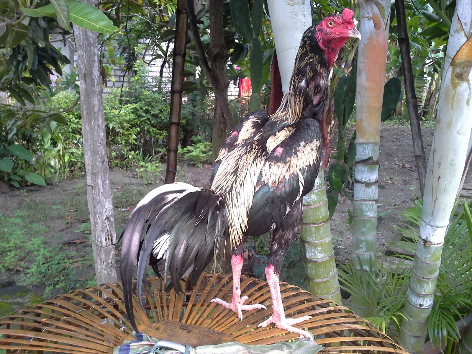 Ayam Bangkok Kandang "HERO": gambar ayam bangkok jawara