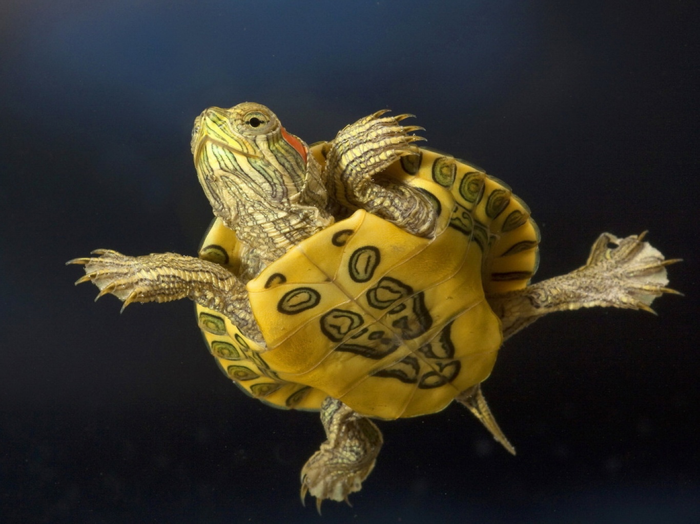 IMÁGENES Y FOTOS DE ANIMALES: Tortuga