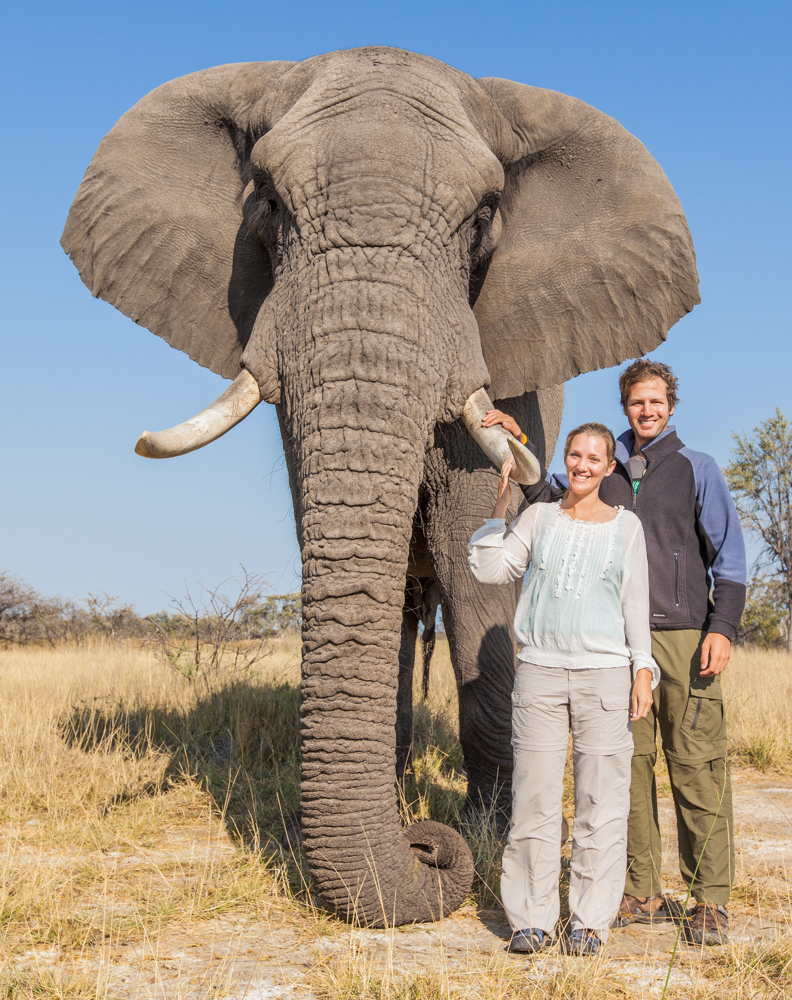 Слоновый год. Дружелюбный слон. African and indian Elephants. Слон в 2001 года. Боди next Elefant.