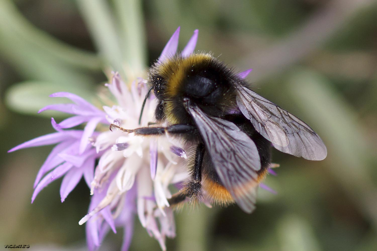 Fauna silvestre de Hormaza Bombus lapidarius