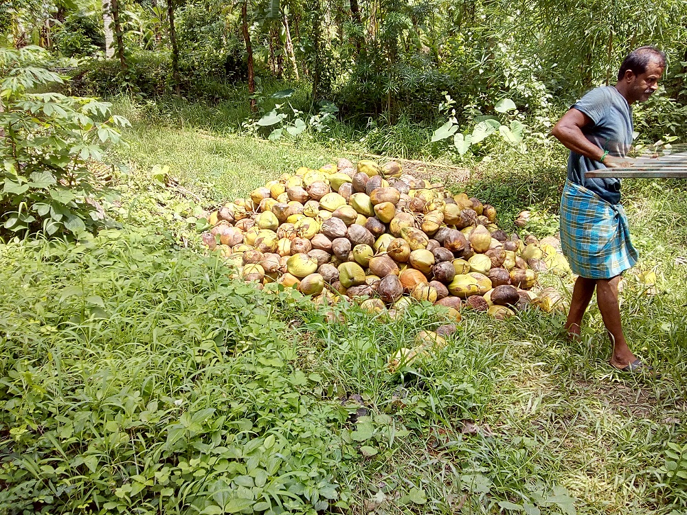 My Experiments With Farming Coconut Harvest