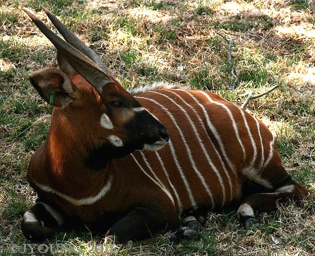 South African Photographs Bongo (Antelope) Tragelaphus eurycerus