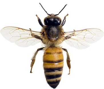 Bolso forraje para futterteig apicultura abejas 