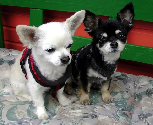 Dogs Breeds, Chihuahua Dog Breed, 