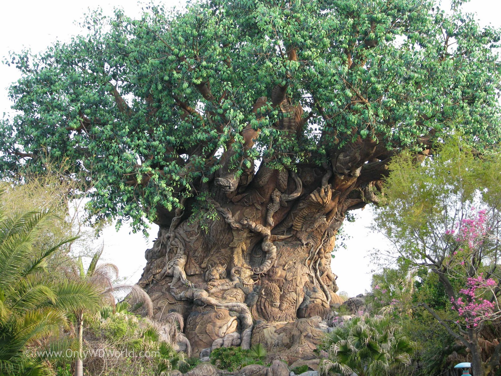 No Secrets Given Away At Disney's Animal Kingdom Entrance | Disney