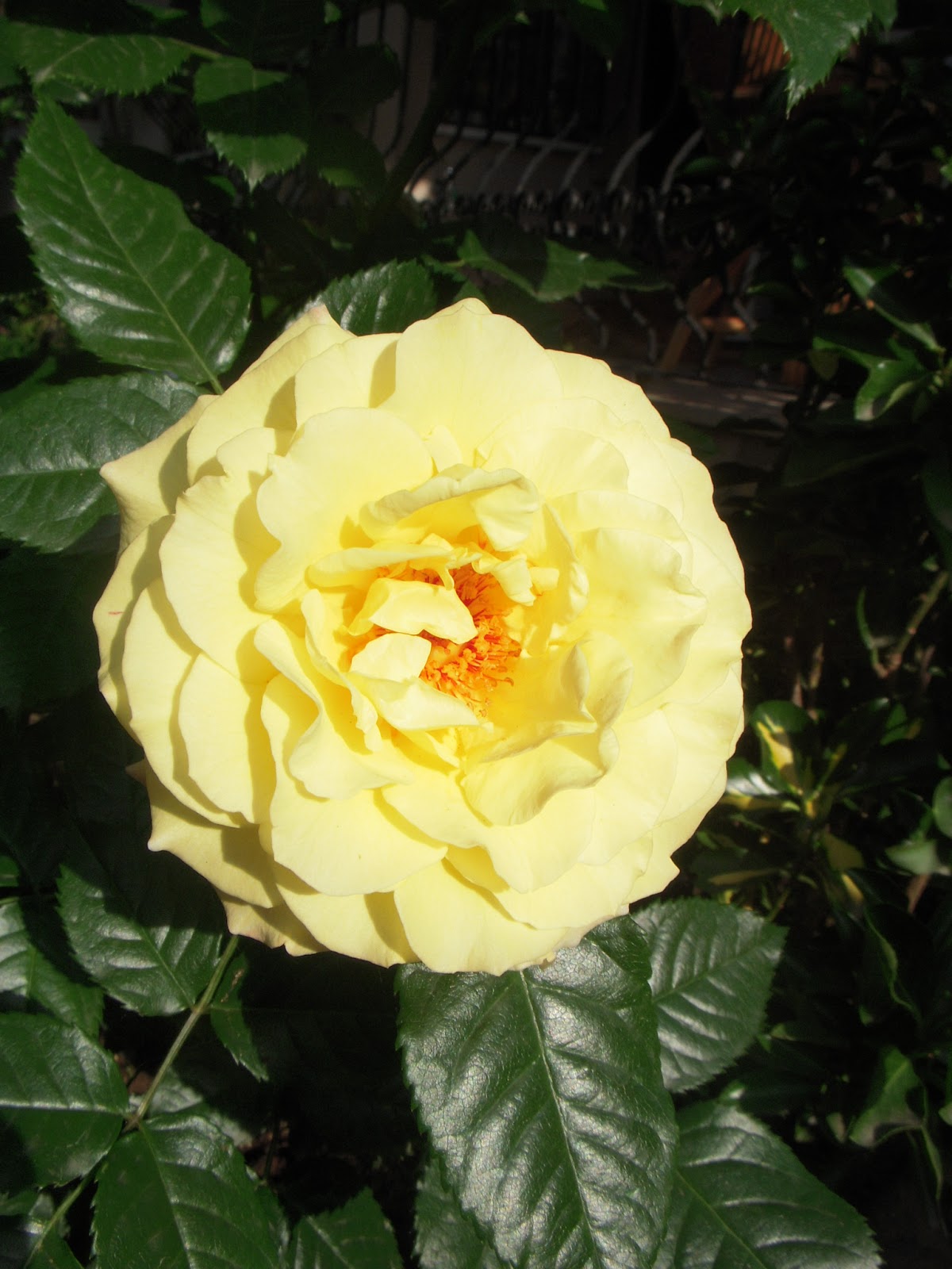 Asortik Krep'in Blogu: Gözlerin bu gece çok uzaktan geçen bir gemi