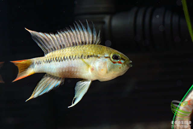 Apistogramma sp. schwarzkehl / A. sp. D25