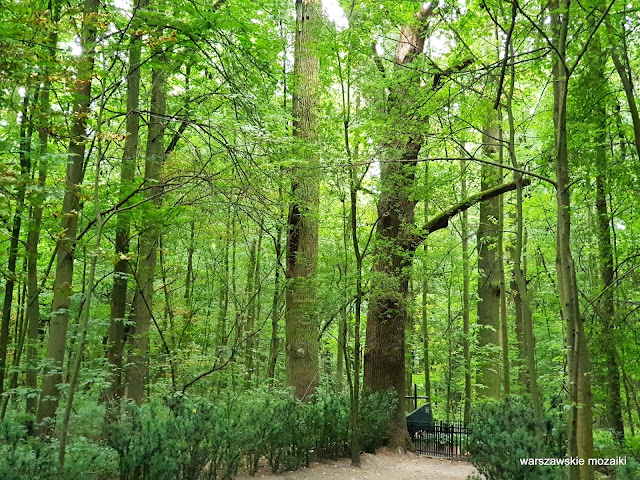 Warszawa Warsaw Bielany teren zielony Lasy Młocińskie dąb drzewo las park