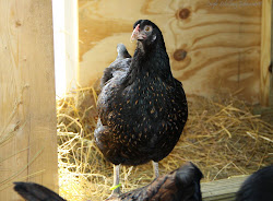 need coop chicken much space run keeping natural