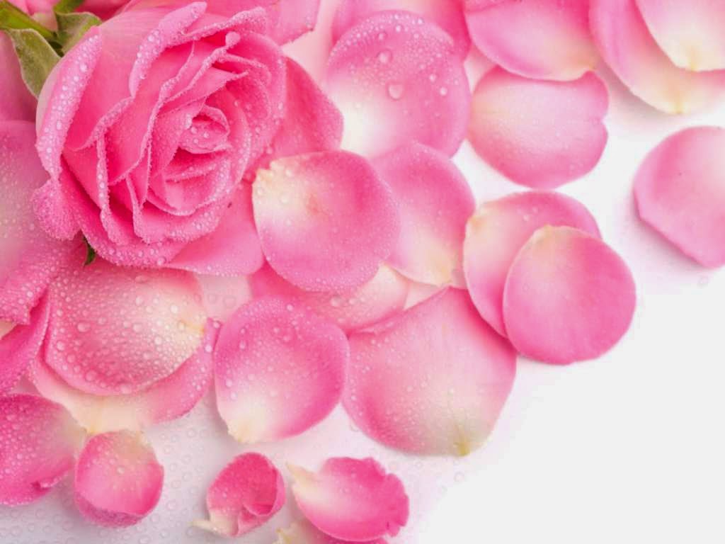 Arkaplan Duvarkağıdı Resimleri: Arkaplan Gül Resimleri ( Pembe Gül