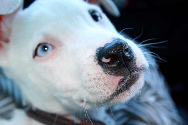 5 Facts Of Pit Bull Puppys