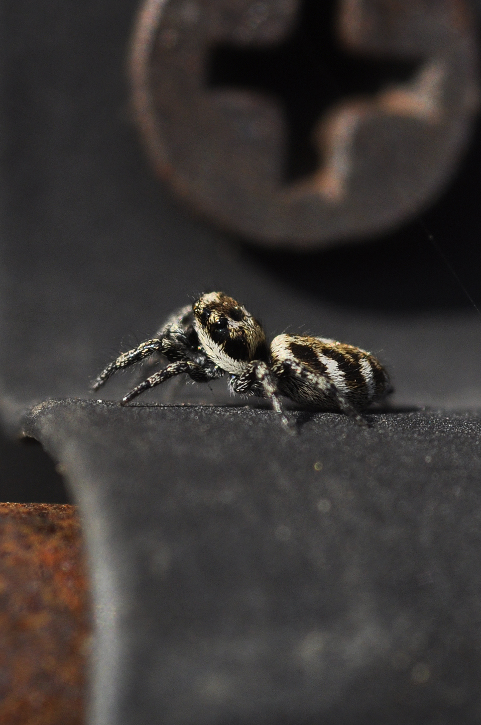 Jumping Spider what I saw on my ‘daily exercise’ Halifax Scientific