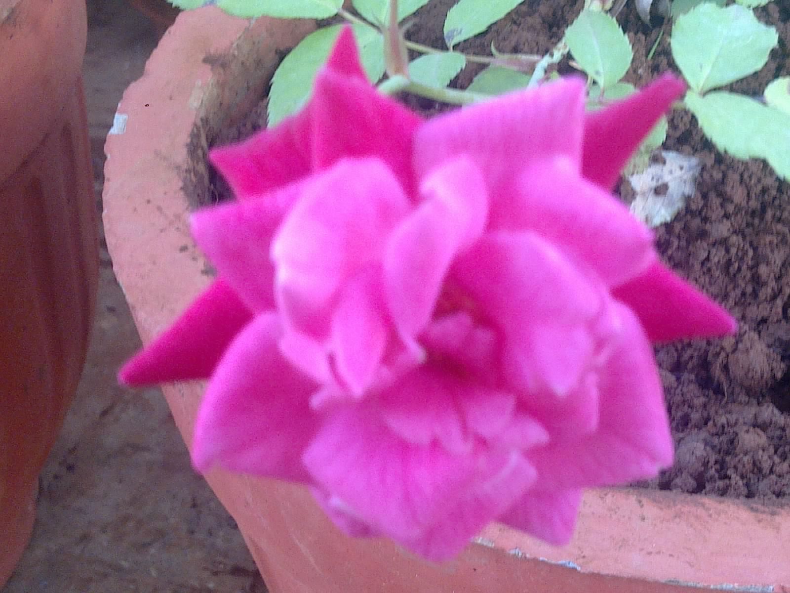 Plants Growing In My Potted Garden. How To Choose And Pick A Healthy