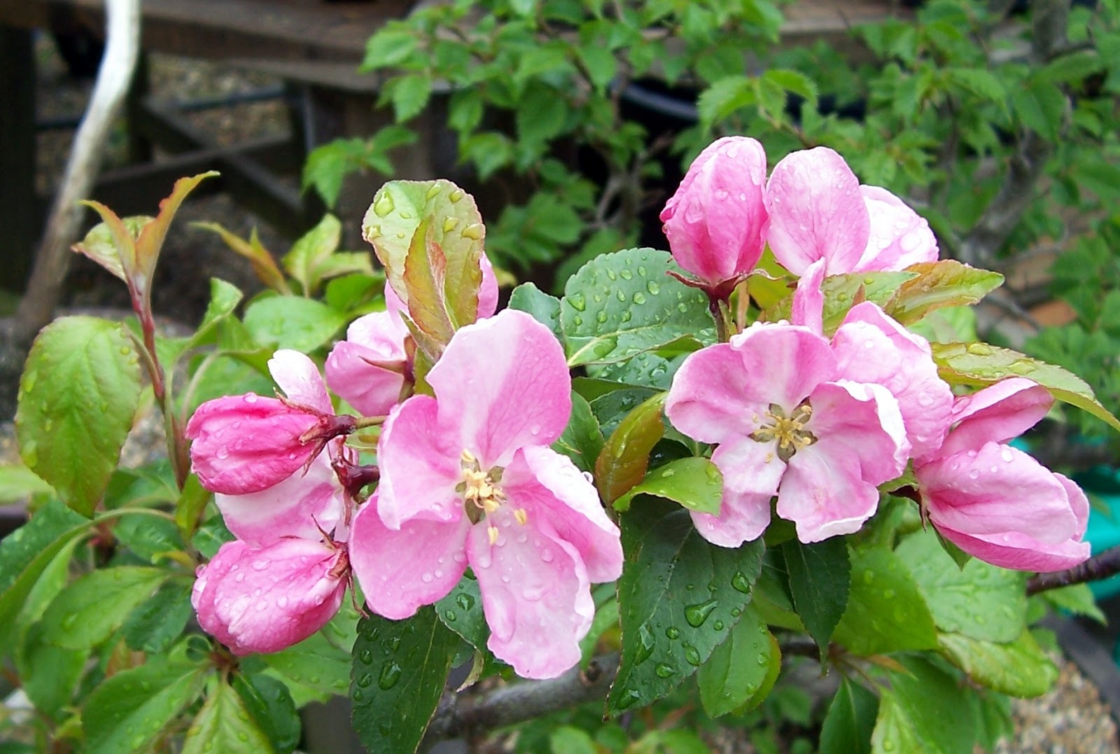 MiKo Bonsai Apple Blossom