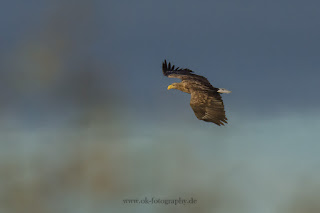 Seeadler Wildlifefotografie