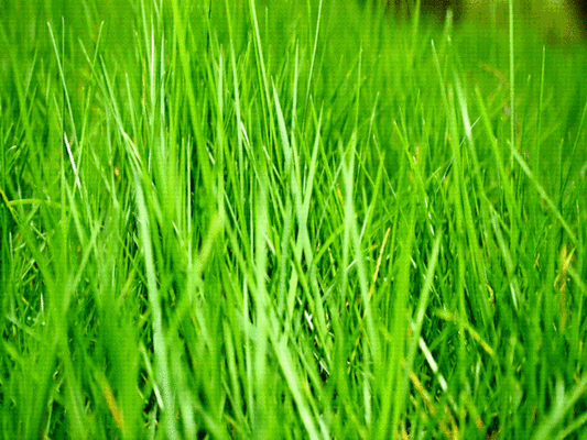 Por que o Mato é verde ? Big Curiosidades