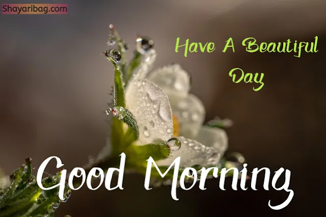 Good Morning With Flowers Images Good Morning With Flowers Images