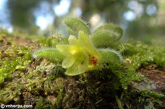 Trichotosia dasyphylla