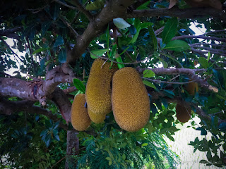 Fresh Natural Jackfruits Hanging On The Tree In Agricultural Area At The Village North Bali Indonesia