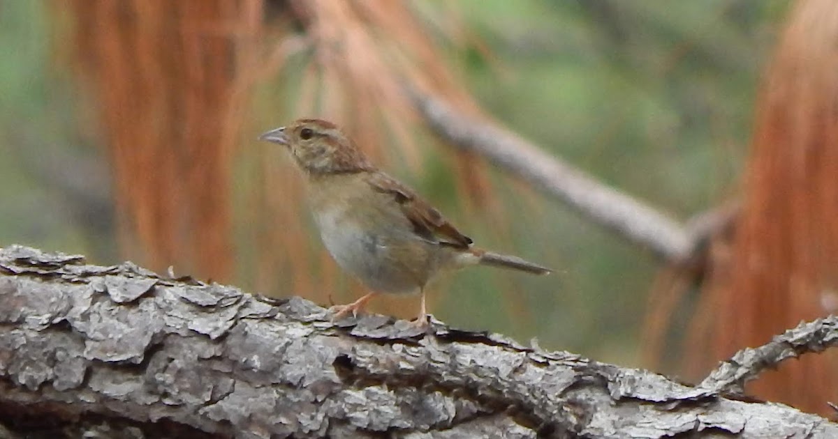 Central Louisiana Birding & Wildlife Back to Kisatchie National Forest