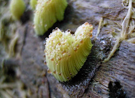 slime mold Stemonitis flavogenita guttation drops
