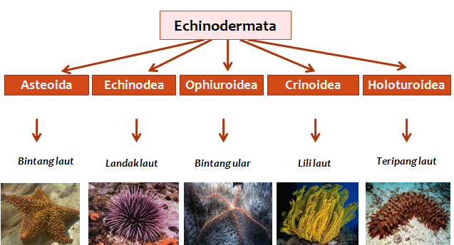 KLASIFIKASI ECHINODERMATA  PDF